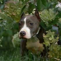 Голубая девочка Амстаффтерьера ркф, в Москве