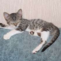 Пятнистые, пушистые, волшебные котята, в Санкт-Петербурге