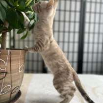 Бенгальская кошечка, в г.Ницца