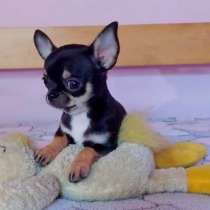 Чихуахуа. Мини. Триколор. Тип кобби, в г.Busenberg