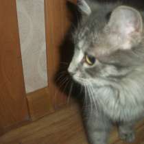 Кошечка - потеряшка, в Новотроицке