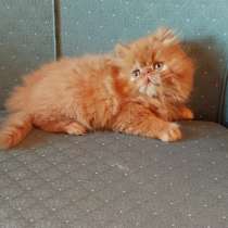 Cuccioli di gatti persiani, в г.Турин