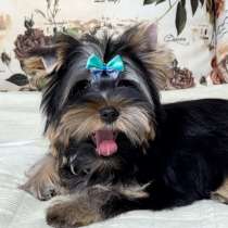 Йоркширский терьер. Boy, в г.Гера