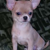 Чихуахуа. Мини, в г.Battenberg