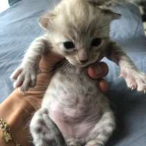 Бенгальский котёнок, белый, в г.Imola