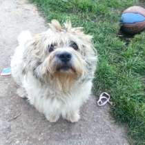 У Бубы сложная судьба и нет хозяйки, в Москве