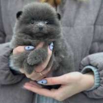 Pomeranian spitz. Lilac girl, в г.Гамбург