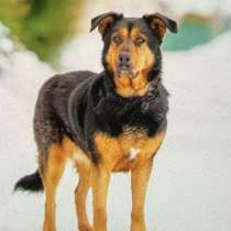 Метис ротвейлера Шерри ищет дом и любимую семью, в Москве