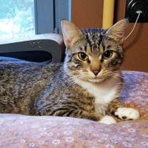 Сладкий Арбуз, ласковый котик-подросток в добрые руки, в Москве