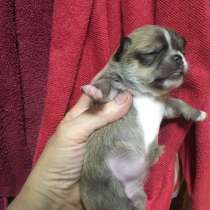 Малышки-чихуашки, в Крымске