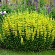 Многолетние цветы, в Сургуте