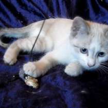 Тайская Жемчужина, окрас сил тебби пойнт, в г.Усть-Каменогорск