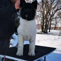 Американская акита щенки на продажу, в г.Белград