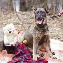 Энергичный подросток, метис кавказской овчарки в дар, в Санкт-Петербурге