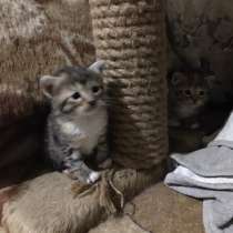 Котята, в Одинцово