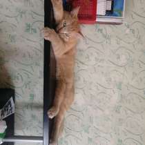 Кот, в Новоуральске