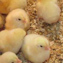 Цыплята бройлеры Чехия, в Солнечногорске