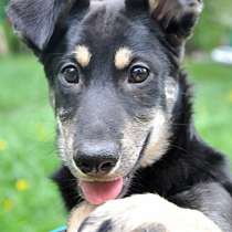 Милая Изюминка ищет дом, в Москве