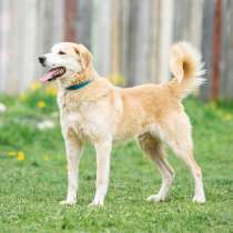 Ваш самый лучший друг, роскошный пес Платон в добрые руки, в Москве