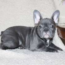 Щенки разных пород, в г.Париж