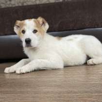 Щенки Алабая, в г.Гомель