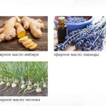 Эфирное масло, в Великом Новгороде