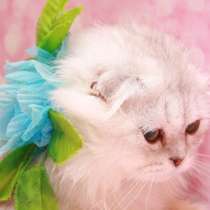 Шотландские котята с документами, в Москве