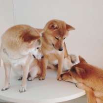 Щенки Сиба-ину(Шиба-ину).Купить щенка, в Москве