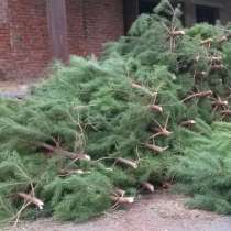 Новогодние елки оптом от производителя, в Пензе