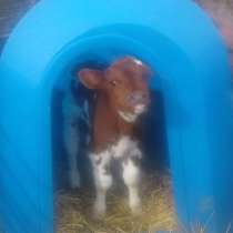 Домики для телят от производителя, в Мытищи