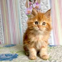 Мейн-Кун девочка красного окраса, в Волгограде