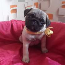 Мопсики с документами РКФ (доставка с Новосибирска), в Барнауле