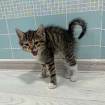 Котятки в дар, в Видном