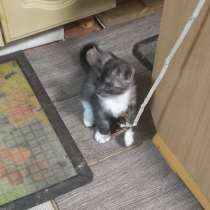 Кольцехвостый котенок American ringtail cat, в Екатеринбурге