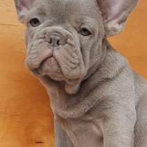 Французский бульдог. Isabella, в г.Стамбул