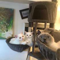 Котята Британской кошки, в г.Kulsheim