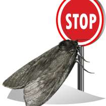 Пищевая моль. Уничтожим без вреда для вас и продуктов, в Москве