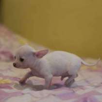 Мальчик ЧихуаХуа, в г.Берлин