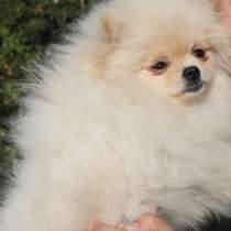 Померанский шпиц, в г.Engelschoff