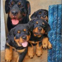 Продам крупных щенков ротвейлера, в г.Тирасполь