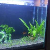 Аквариум с рыбками и тритоны, в Москве