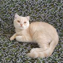 Шотландский котенок, мальчик, в Симферополе
