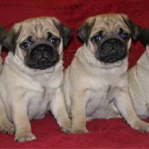 ПРОДАМ Щенков МОПСА, в Симферополе