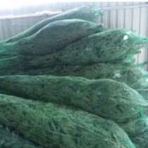 Живая пихта макушка, ель/елка сосна заготовитель, в Красноярске