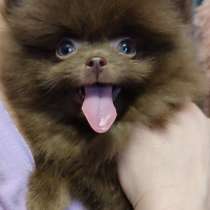 Померанский шпиц. Микро мини, в г.Alheim