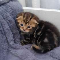 Бкх котята.3 мальчикa, в г.Гельзенкирхен