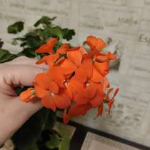 Пеларгония герань, в Химках