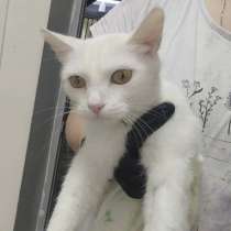 Ласковая кошечка ищет дом, в г.Бишкек