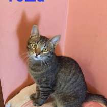 Котенок полосатик Гоша в дар, в Мытищи