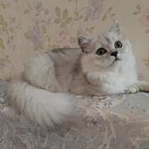 Шотландский котик, в г.Орша